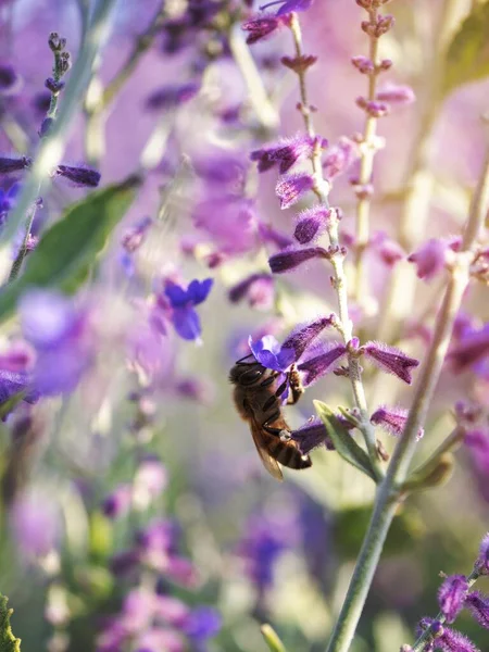 Bir Çiçekten Nektar Toplayan Arı — Stok fotoğraf