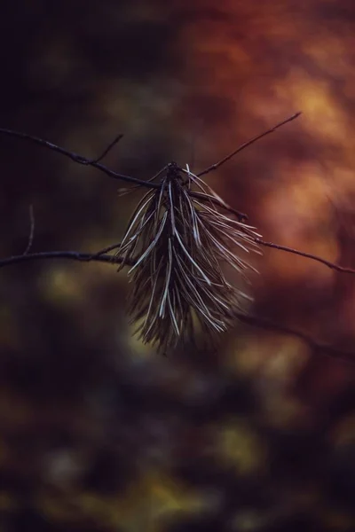 枝に落ちたドライフラワー — ストック写真