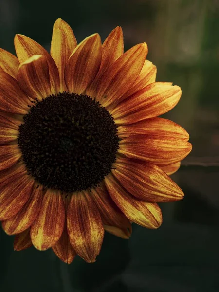 ดอกทานตะว สวยงามในตอนเช — ภาพถ่ายสต็อก