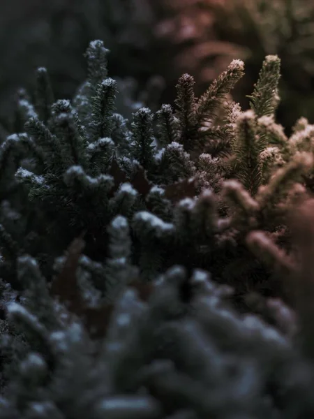 눈덮인 가문비나무 가지들 — 스톡 사진