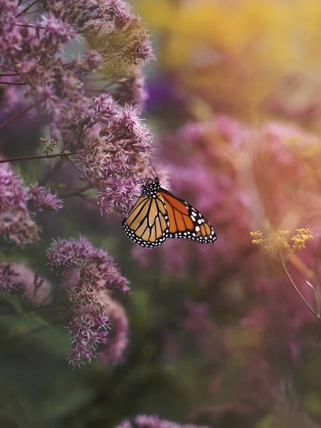 Nahaufnahme Eines Schmetterlings — Stockfoto