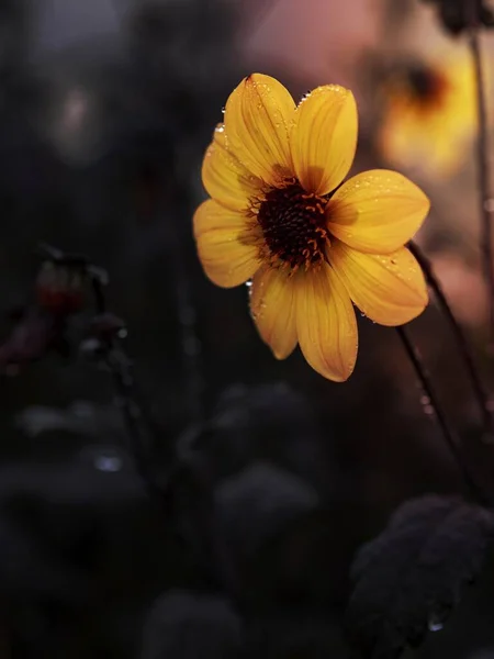 Flor Amarela Escuridão — Fotografia de Stock