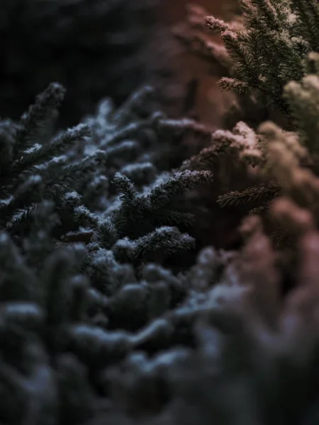 Закрытие Еловых Ветвей Снегом — стоковое фото