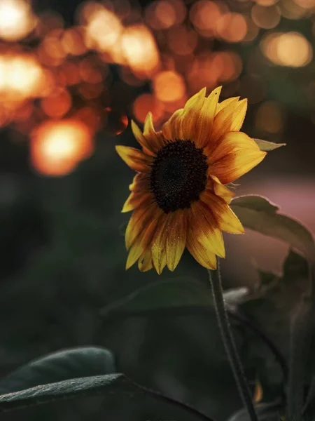 ดอกทานตะว สวยงามในตอนเช — ภาพถ่ายสต็อก