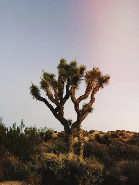 Joshua Tree Desierto Mojave Estados Unidos —  Fotos de Stock