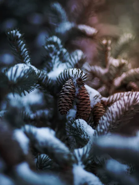 눈덮인 소나무에 소나무 원추체 — 스톡 사진
