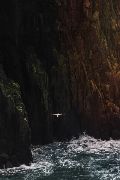 Gannet Repül Szikla Közelében Isle Skye Skócia — Stock Fotó
