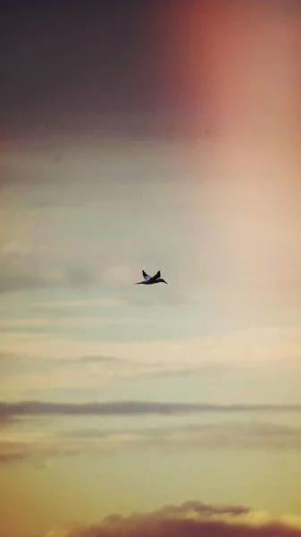 Gannet Volando Cielo Pastel Fondo Pantalla Del Teléfono Móvil — Foto de Stock