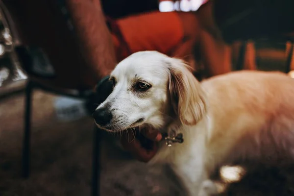 Симпатичная Белая Собака Бразилии — стоковое фото