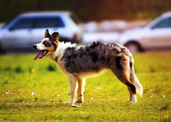 Cão Shephard Austrália — Fotografia de Stock