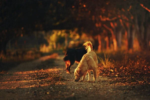 巴西贝洛奥里藏特一个农场的狗 — 图库照片