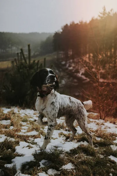 Englischer Springer Spaniel Hund Der Natur — Stockfoto