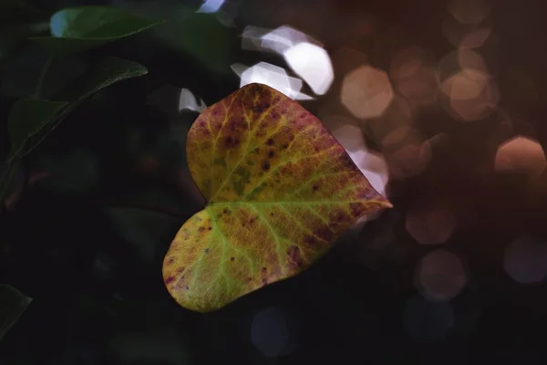 ハート型の葉 — ストック写真