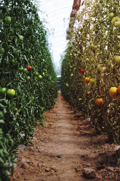 stock image Tomatoes planted in a glass house