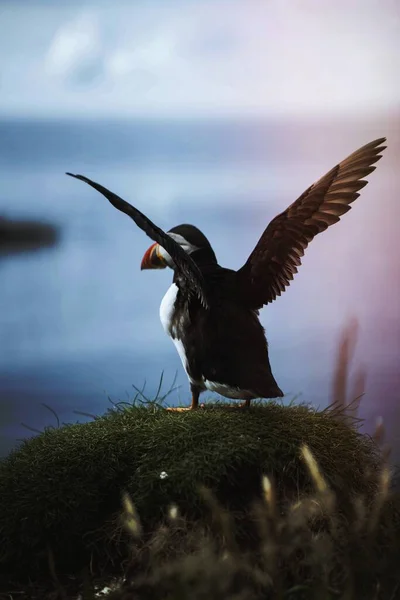 Treshnish群岛上可爱的大西洋海雀 — 图库照片