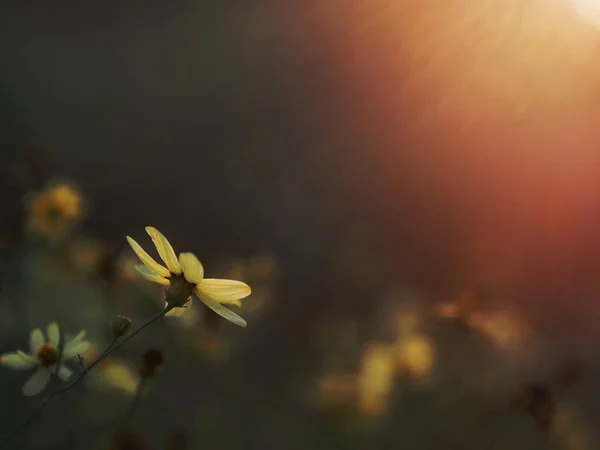 Spring Background Yellow Flowers Sunlight — Stock Photo, Image