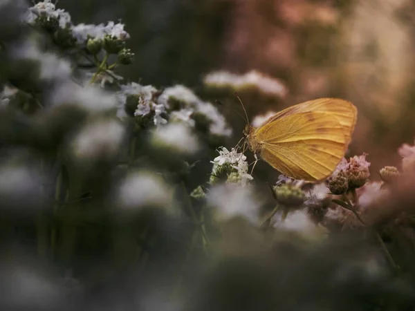Žlutý Motýl Malými Bílými Květy — Stock fotografie