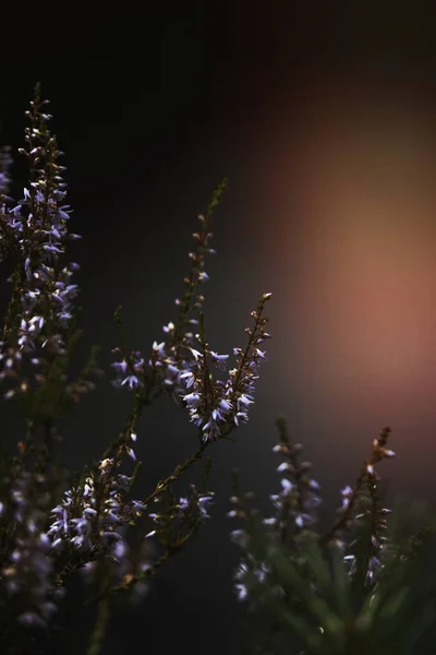 Макро Знімок Фіолетової Квітки — стокове фото