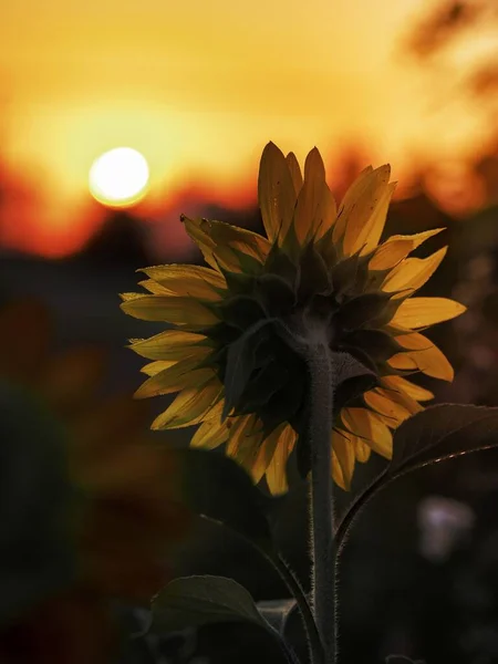 一朵盛开的向日葵的近照 — 图库照片
