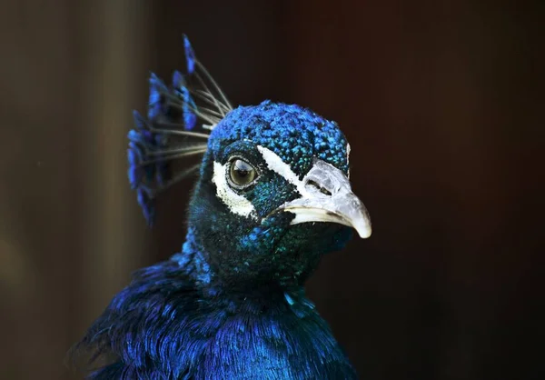 Närbild Glänsande Blå Påfågel — Stockfoto