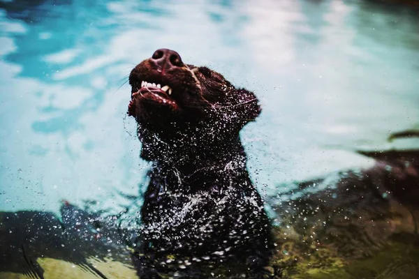 Schoko Labrador Genießt Poolzeit — Stockfoto