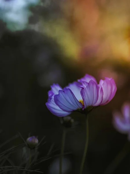 White Petal Flower Purple Outlines — Stock Photo, Image