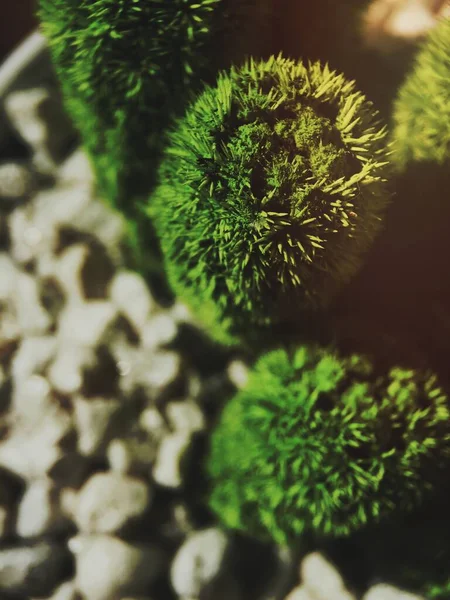 Primer Plano Cactus Verde Brillante —  Fotos de Stock