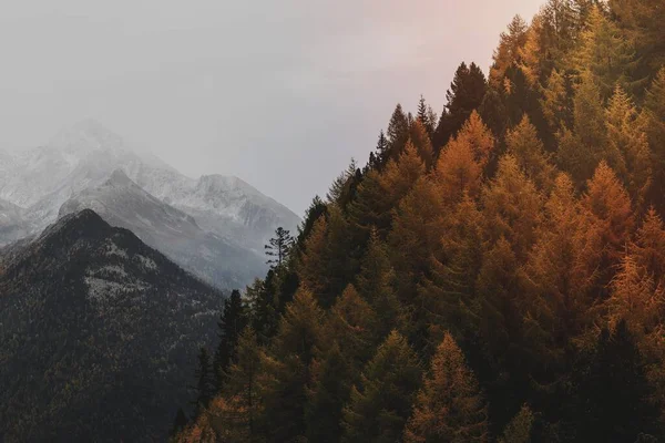 Árvores Amarelas Entre Névoa Zillertal Alps Itália — Fotografia de Stock