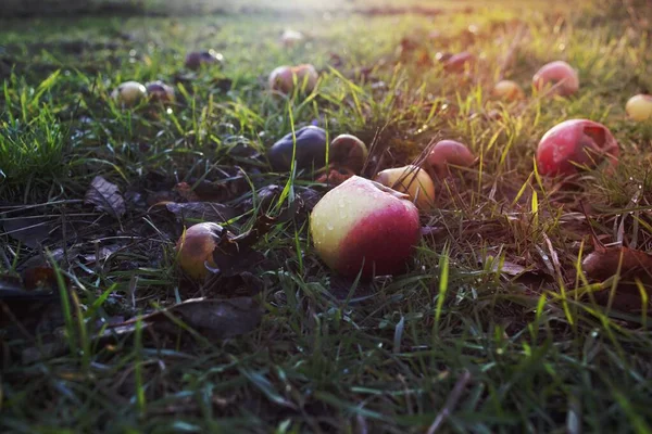 Падіння Яблук Мокрій Траві — стокове фото