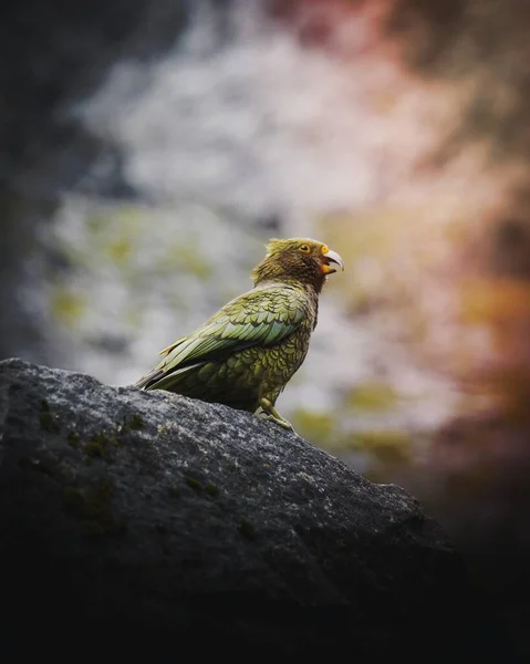Kea Vogel Auf Einem Felsen Makroaufnahme — Stockfoto
