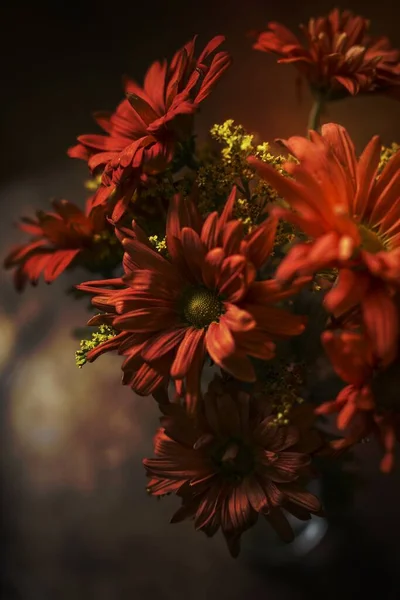 Gerbera Százszorszép Csokor Egy Vázában Stock Fotó