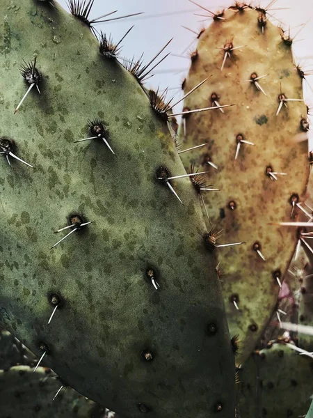Opuntia Cactus Аризоні Сша Ліцензійні Стокові Зображення