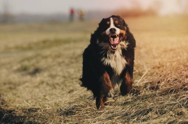 Bernese Dağ Köpeği Otlakta Koşuyor