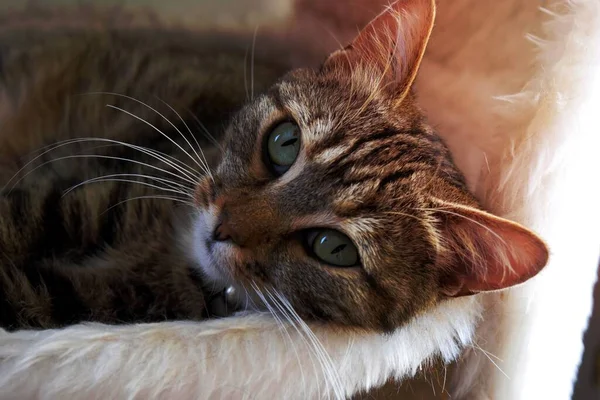 Brown Tabby Cat Sdraiato Sul Letto — Foto Stock