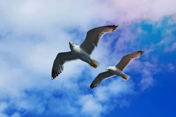 Δύο Λευκά Πουλιά Πετούν Κάτω Από Συννεφιασμένο Ουρανό — Φωτογραφία Αρχείου