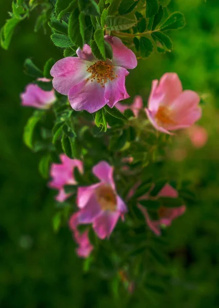 Flores Rosadas Brillantes Rosa Silvestre Fondo Hojas Verdes — Foto de Stock