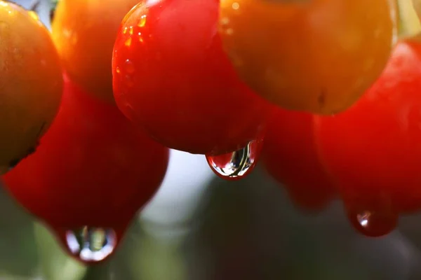 Tomaten Garten Nahaufnahme Nass Rot Gelb Obst Gemüse Lebensmittel Organisch — Stockfoto
