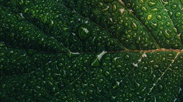 Крупный План Фотография Зеленого Листа Капельками Воды — стоковое фото