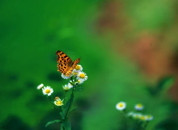 Blick Auf Einen Schmetterling Auf Blume — Stockfoto