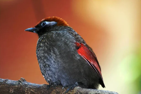 Pták Stromy Zvířata Volně Žijící Zvěř Příroda Venku Les Okoun — Stock fotografie