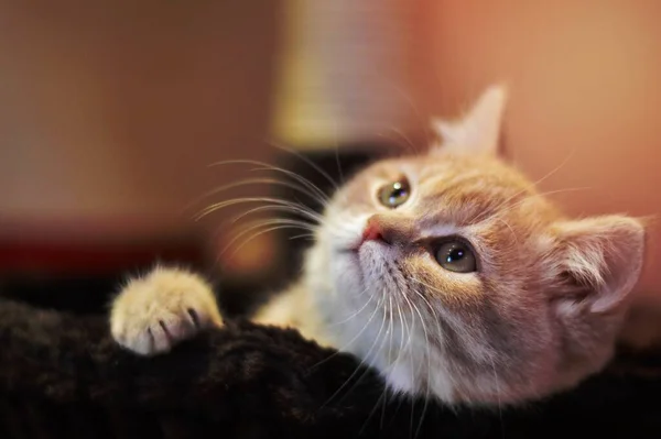 Orange Tabby Kitten Auf White Textile Selective Focus Photography — Stockfoto