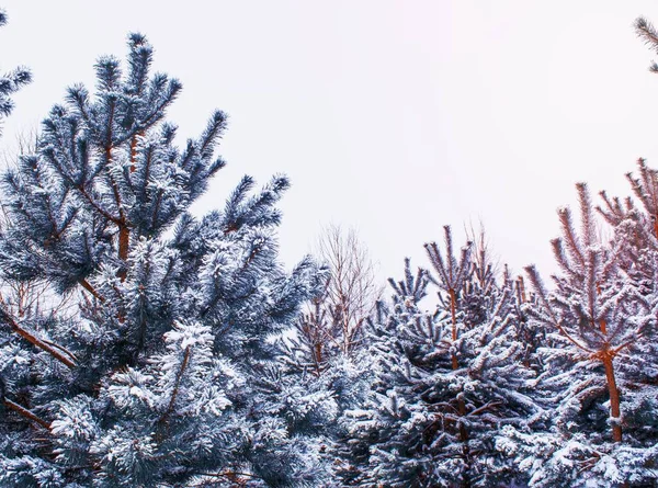 Krajobraz Mrożony Las Zimowy Pokrytymi Śniegiem Drzewami — Zdjęcie stockowe