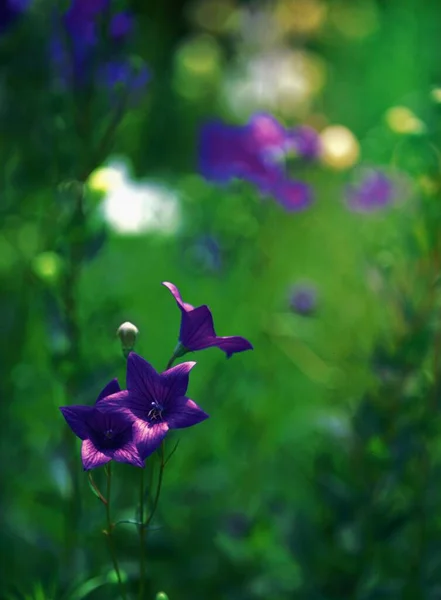 Beautiful Flowers Blooming Field — Stock Photo, Image