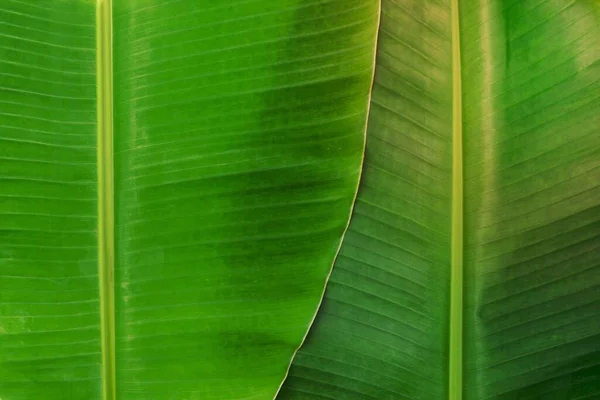 Fresh Green Natural Banana Leaf Background Image — 스톡 사진