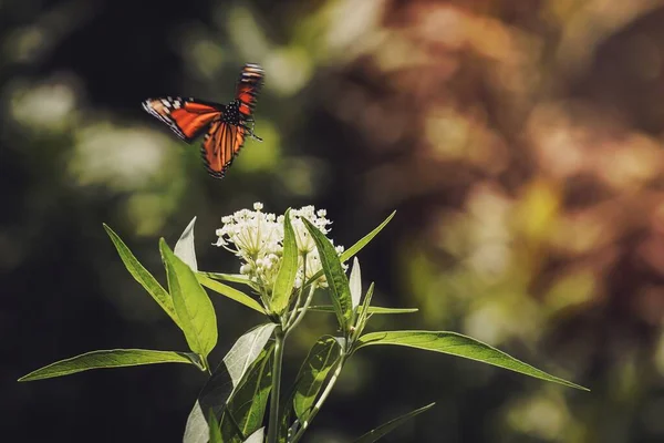 Motýl Zblizka Hmyz Zahrada Léto Detail Chyba Křídla Příroda Barevné — Stock fotografie
