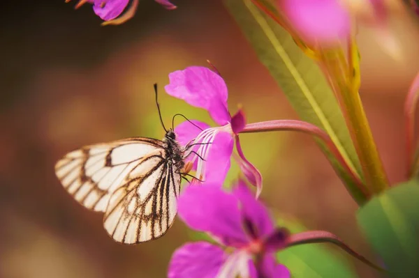 Ein Schmetterling Mit Weißen Flügeln Sammelt Pollen Von Einer Blume — Stockfoto