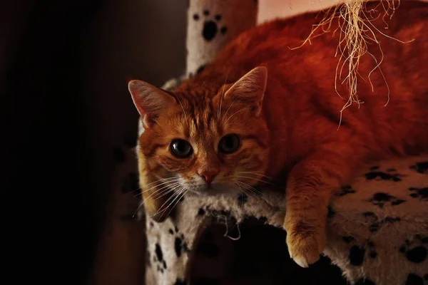 Orange Tabby Cat Fåtölj — Stockfoto