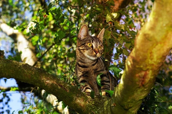 Gato Marrón Tabby Árbol — Foto de Stock