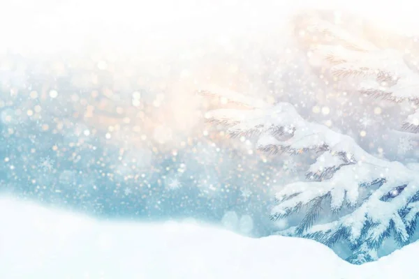 Gałąź Świerku Iglastego Mrożony Las Zimowy Pokrytymi Śniegiem Drzewami — Zdjęcie stockowe