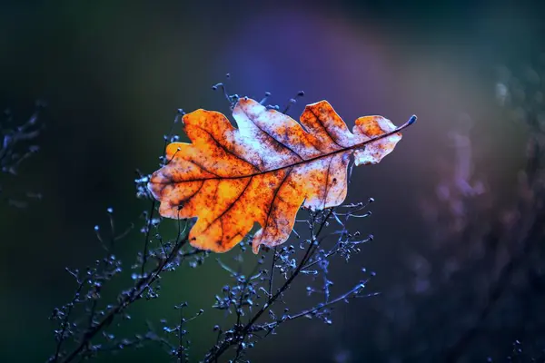 カシ乾燥した秋葉 — ストック写真